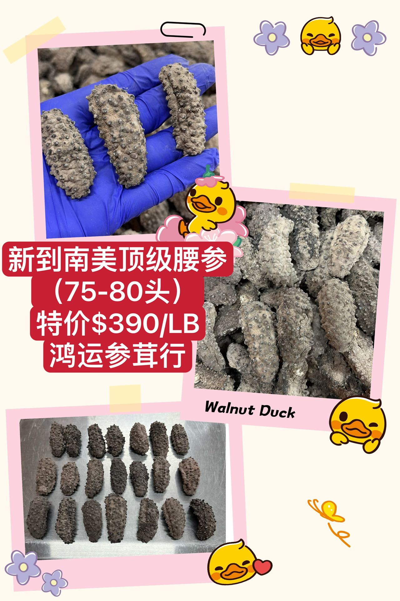 南美顶级腰参(75-80头) Sea Cucumber