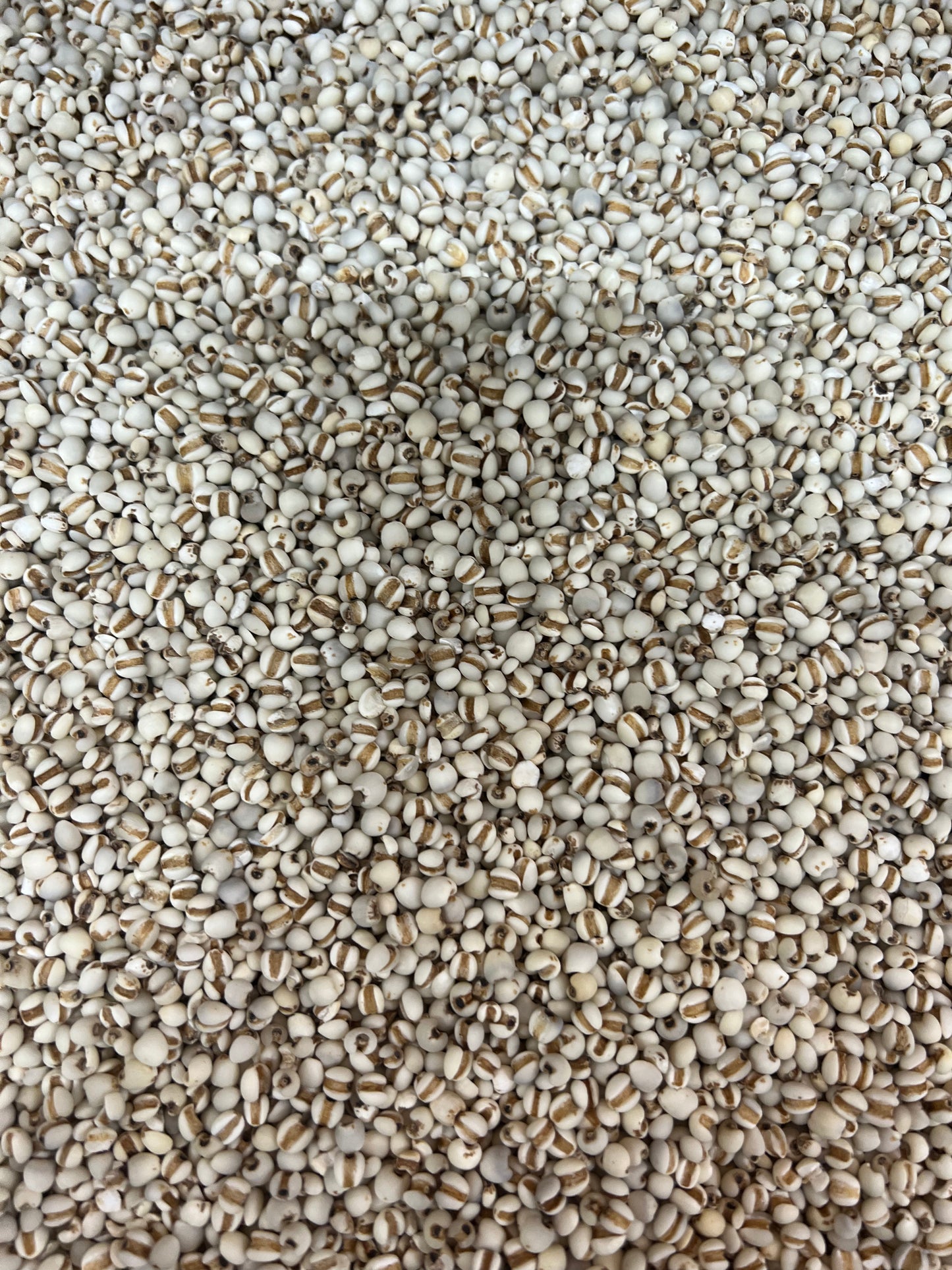 精选贵州薏米 32oz Guizhou Dried Pearl Barley