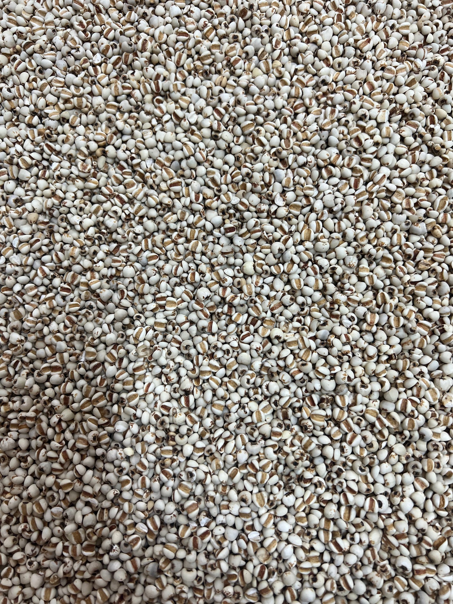 西双版纳薏米 32oz DRIED PEARL BARLEY