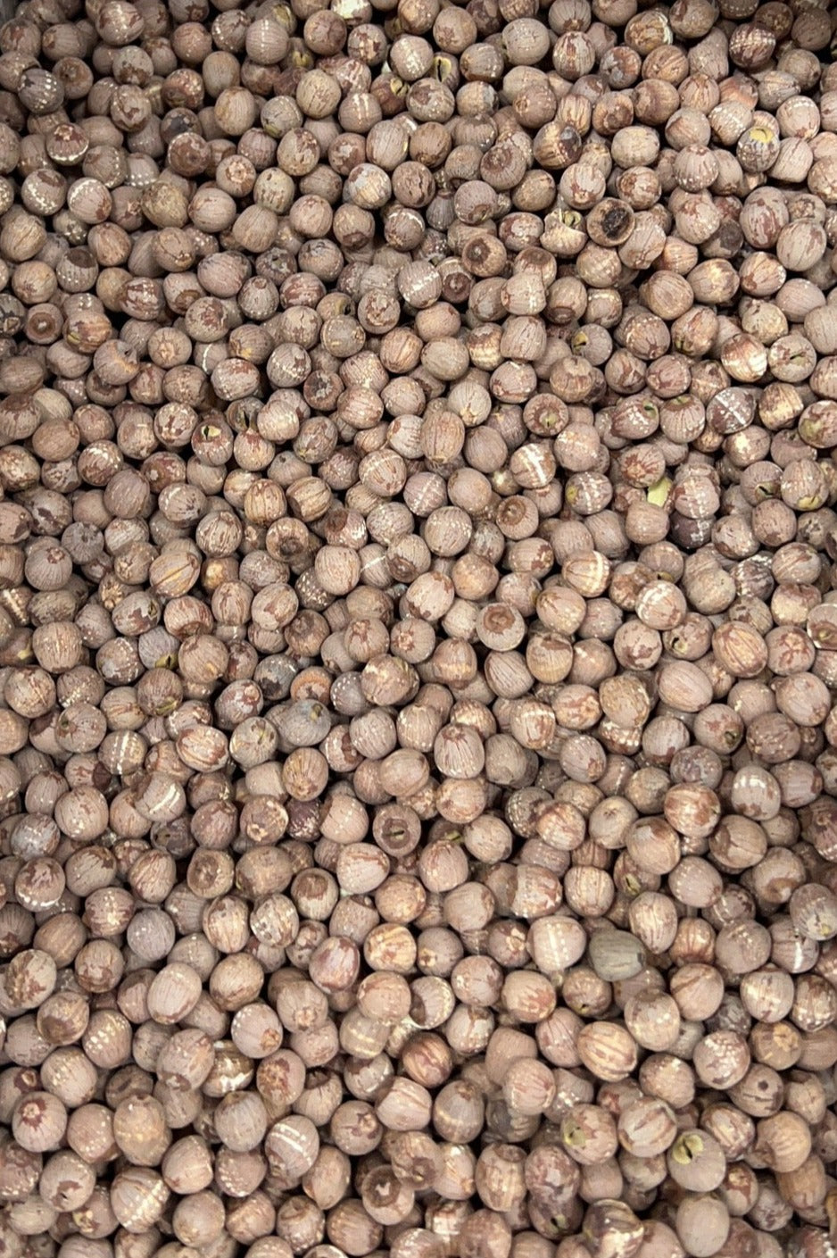 精选原粒带芯红莲 16oz Dried Lotus Seeds